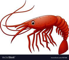 a red shrimp on a white background