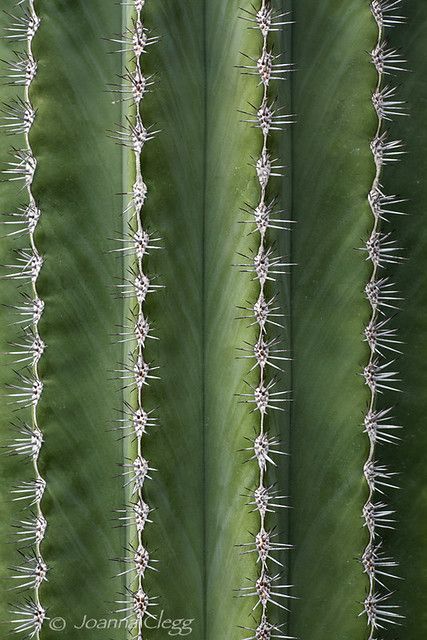 Prickly Lines | Abstract macro of a Saguaro cactus (carnegie… | Flickr Succulent Photography, Foto Macro, Cactus Photography, Line Photography, Cactus Drawing, Elements And Principles, Green Cactus, Saguaro Cactus, Vertical Lines