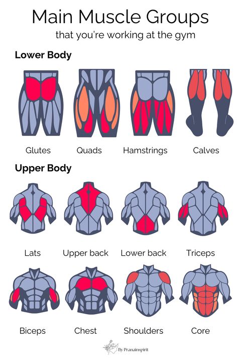 Simple guide to main muscle groups that you're working at the gym. #musclebuilding #musclegroups #HIIT #rep #set #rom #triset #cardio #cardioworkout #gymequipment #gymtools #treadmill #kettlebell #gymworkout #gymrat #gymexercises #gym #workoutroutine #quickworkout #workout #coreworkout #gymwokrout #strong #fit #fitness #absworkoutroutines #absandcardio #absworkoutwomen #biceps #triceps #chest #lats #glutes #quads #hamstrings #calves #shoulders Main Muscle Groups, Full Body Muscles Anatomy, Types Of Workouts Exercises, Muscle Gain Workout For Men, Muscle Groups To Workout For Women, Muscle Groups Anatomy, Glute Muscles Anatomy, Arm Muscle Groups, Muscle Chart