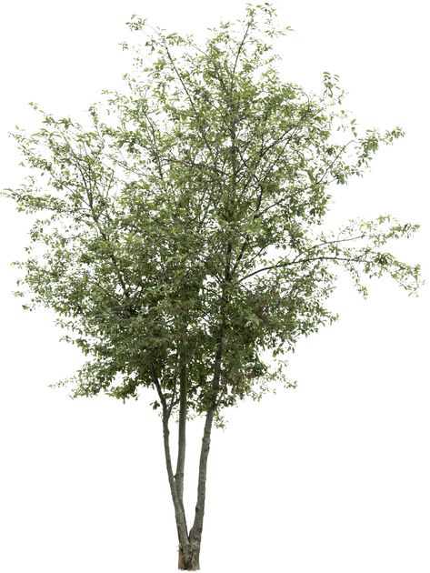 Prunus padus - Meye Bird Cherry Tree, Photoshop Landscape Architecture, Prunus Padus, Tree Render, Tree Psd, Pine Tree Drawing, Photoshop Landscape, Landscape Architecture Graphics, Tree Cut Out