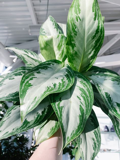 Aglaonema Silver Bay (Chinese Evergreen) | Botaniful Silver Bay Plant, Aglaonema Commutatum, Bay Plant, Aglaonema Varieties, Silver Bay, Winter Green, Chinese Evergreen, Leaf Coloring, Grow Lights