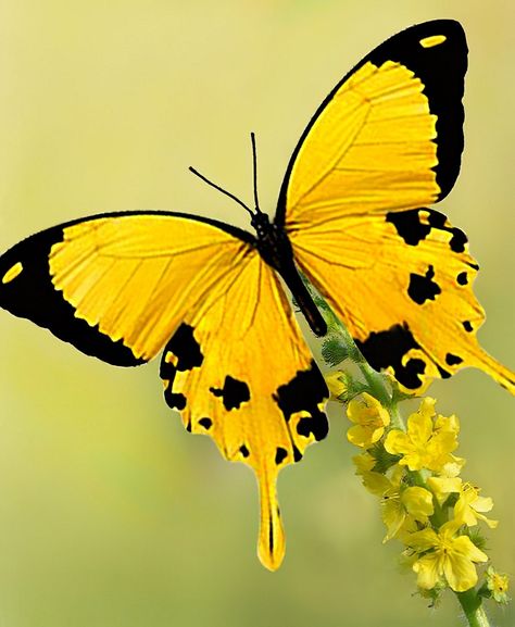 Beautiful Butterfly Images, Most Beautiful Butterfly, Beautiful Butterfly Pictures, Beautiful Butterfly Photography, Butterfly Art Painting, Butterfly Species, Beautiful Butterflies Art, Butterfly Images, Butterfly Photos