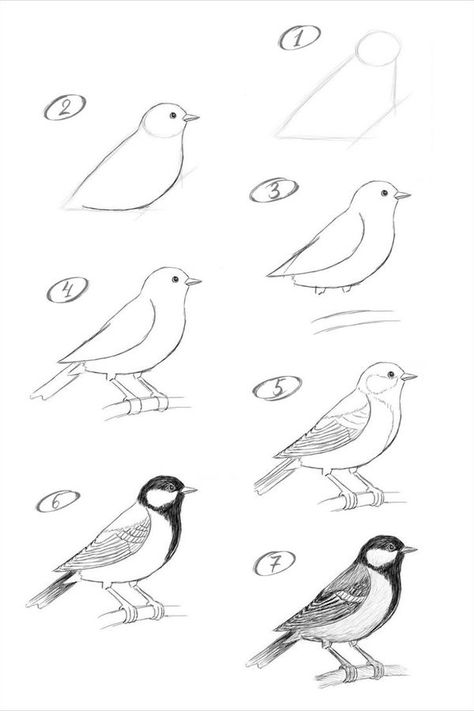 Cornspiration How To Draw Birds Easy, Bird Doodle Art, Bird Drawings Easy, Drawing Birds Easy, Draw A Bird, Learn To Sketch, Easy Animal Drawings, Pencil Drawings Of Animals, Bird Sketch