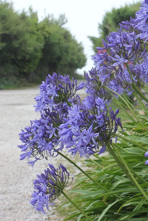 Michigan Backyard, Agapanthus Plant, Lily Of The Nile, Mass Planting, African Lily, Hotel Landscape, Outdoor Renovation, Blue Lily, Easy Landscaping