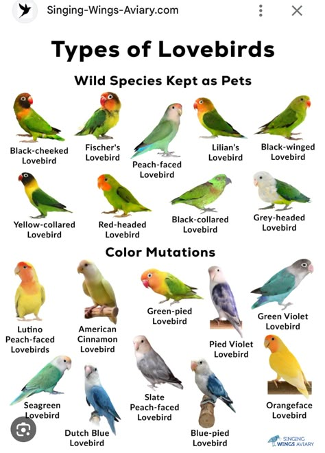 Singing Training, Names Of Birds, Best Pet Birds, African Lovebirds, Love Birds Pet, Bird Names, Birds Pictures, Bird Breeds, Homemade Bird Houses