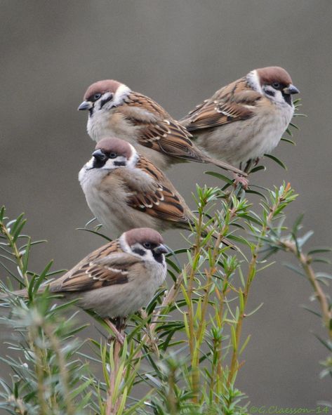 Eurasian Tree Sparrow, Tree Sparrow, Sparrow Art, Bird Wallpaper, Sparrows, Nature Birds, Backyard Birds, Bird Pictures, Animal Sketches