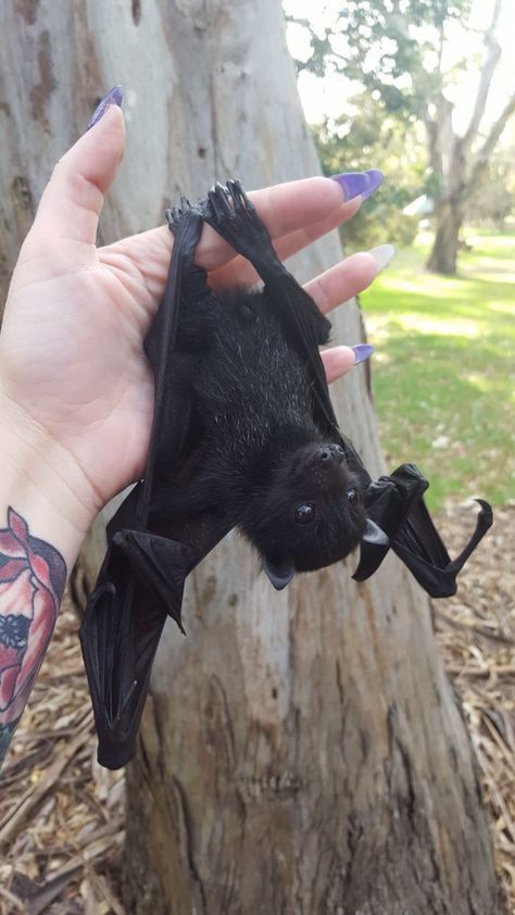 Animals Tattoo, Fruit Bat, Baby Bats, Cute Bat, Pretty Animals, Black Bat, Silly Animals, Cute Creatures, Cute Little Animals