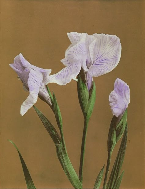 Japanese Iris – Product – The Public Domain Review Kazumasa Ogawa, Japanese Iris, Woodland Wall Art, Purple Lily, Getty Museum, Japanese Flowers, Floral Poster, Floral Photography, Floral Image