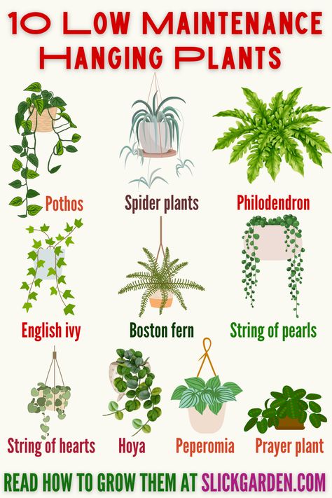 Agricultural Anarchy, String Of Pearls Plant Care, Ivy Plant Indoor, Garden Allotment, Big Leaf Plants, String Of Pearls Plant, Garden Goals, Plant Tips, Plant Wishlist