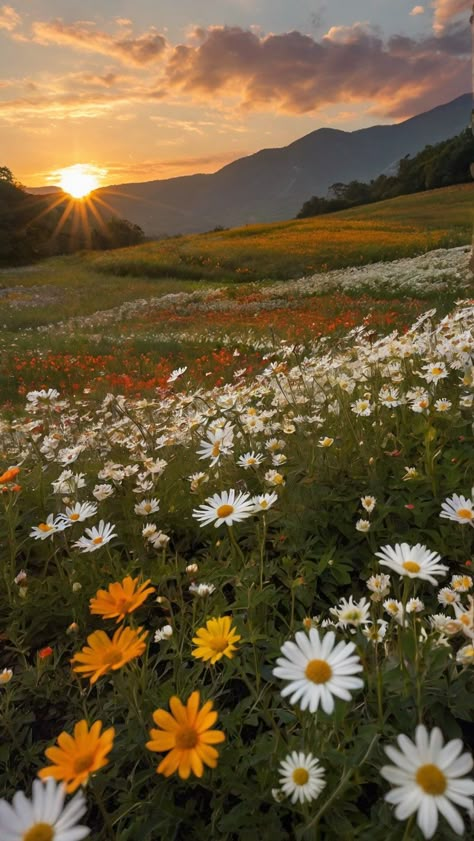 Sunset Wallpaper Mountain, Flower Field Iphone Wallpaper, Pretty Nature Backgrounds, Ethereal Landscape Photography, Field Of Flowers Photography, Open Field Photography, Natural Asthetic Picture, Sunny Spring Aesthetic, Fields Of Sunflowers