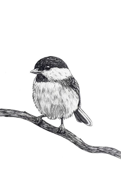 Chickadee Drawing, Bird Pencil Drawing, Landscape Pencil Drawings, Bird Sketch, Nature Art Drawings, Animal Drawings Sketches, Art Drawings Sketches Pencil, Sketch Ideas, Pencil Art Drawings