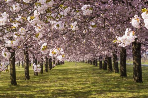 10 Cherry Trees You'll Spot in Washington, D.C. | Travel Channel Magnolia Tree Types, Nanking Cherry Tree, Paperback Cherry Tree, Autumn Cherry Tree, Stellar Pink Dogwood Tree, Cherry Blossom Dc, Tibetan Cherry Tree, Ornamental Cherry, Tulip Magnolia