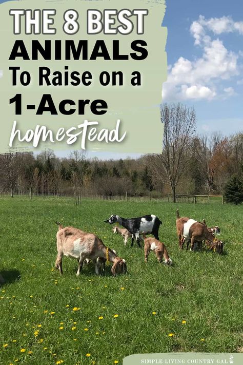 Looking to start your own homestead on just 1 acre of land? This list of our top 8 animals that are perfect for your small-space farm. This guide lists out the best animals for 1 acre homesteads, how much room they need to thrive, where to locate their housing and the benefits to consider before deciding to add them to your homestead. From chickens and goats to rabbits and bees, we've got you covered Small Cattle Farm Layout, 100 Acre Farm Layout, Small Farming, Small Homestead Layout Ideas, Friendly Animals, 2 Acre Farm, Small Animal Farm Layout, Small Acreage Farm, 2 Acre Farm Layout