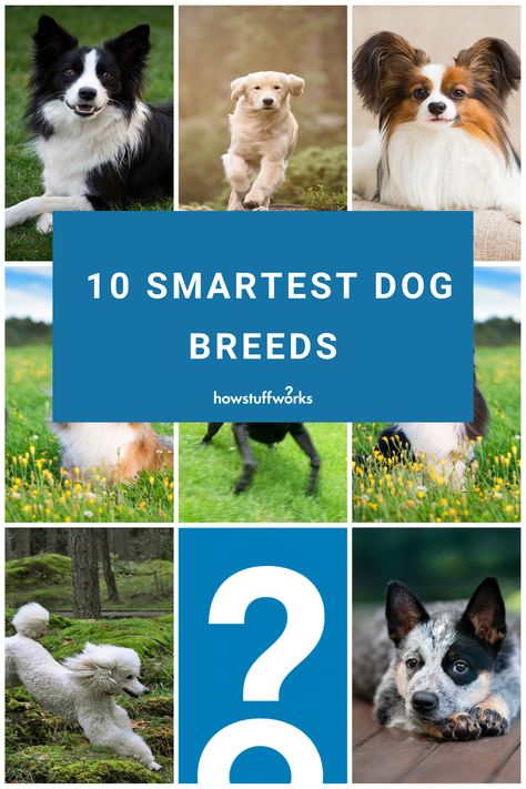 As a species, the smartest dog breeds are extremely good at attending to their human counterparts, which takes an extreme amount of intelligence. Dogs have been shown to correctly interpret human body language, in some cases better than another person. Medium Dogs Breeds, Dog Mix Breeds, Dog Species, Dog Breeds Chart, Working Dogs Breeds, Smartest Dog Breeds, Australian Cattle Dogs, Popular Dog Breeds, Most Popular Dog Breeds