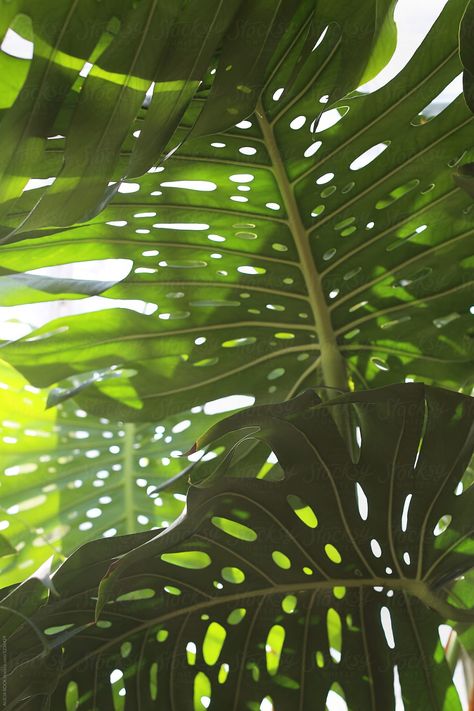 Alocasia Plant, Morning Sunlight, Pretty Leaf, Plant Photography, Plant Aesthetic, Monstera Plant, Plant Painting, Natural Branding, Welcome To The Jungle