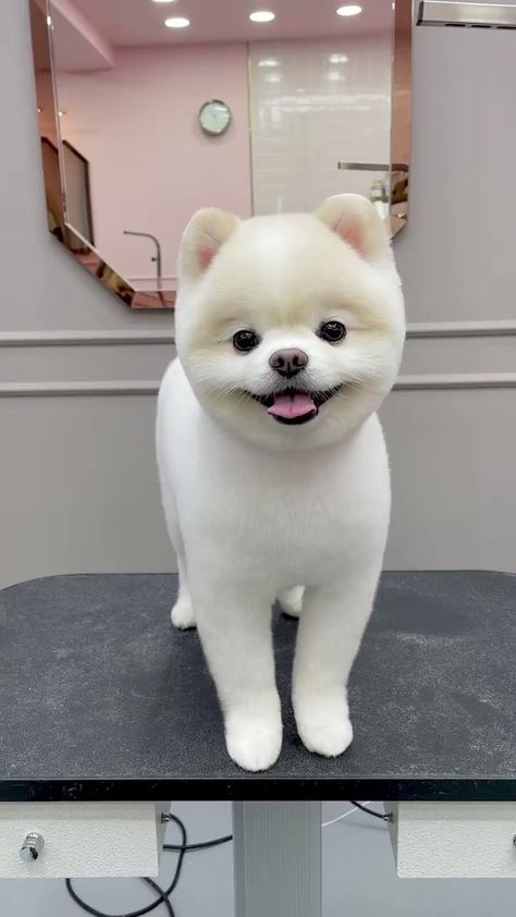 Pomeranian Puppy Cut, Pom Haircut, Pomeranian Puppy Haircut, Pomeranian Haircuts, Pomeranian Grooming, Dog Hairstyles, Pomeranian Haircut, Puppy Haircut, Dog Grooming Styles