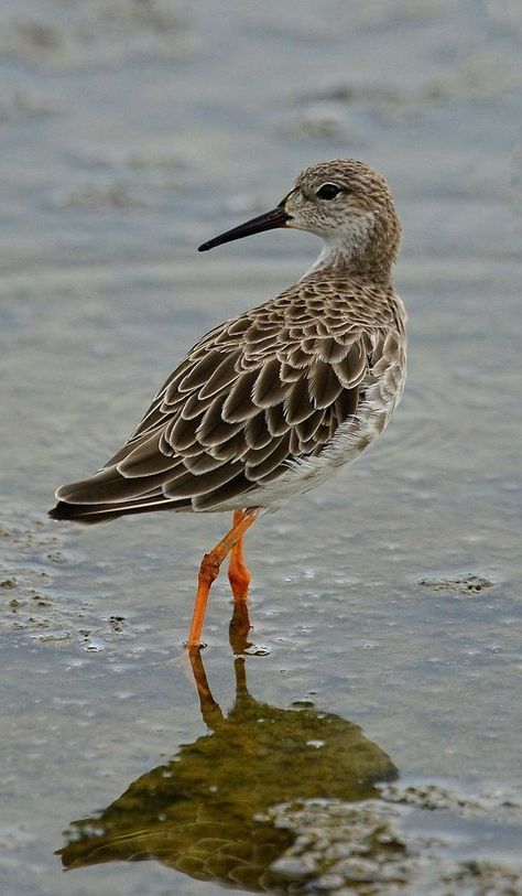 Sandpiper Bird, Wild Birds Photography, Audubon Prints, Shore Birds, Coastal Birds, Water Birds, Shorebirds, Bird Silhouette, Bird Pictures