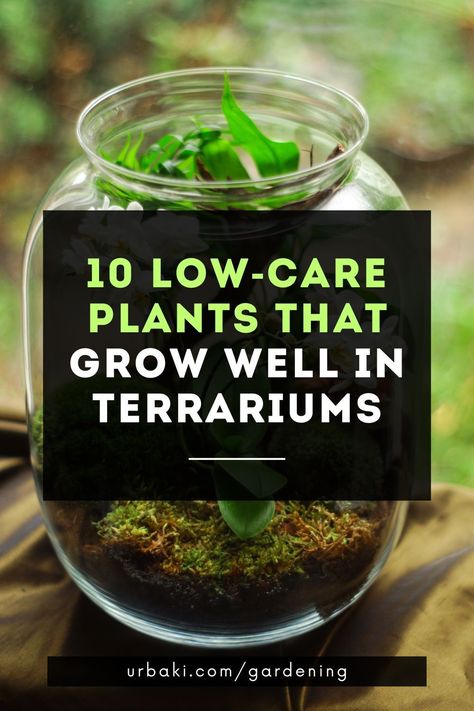 Choosing terrarium plants can be difficult because there are so many amazing options that look great and thrive in terrariums. The terrarium plants listed here are so easy to grow that even a beginner can be successful.In a closed terrarium, plants almost never need water and will grow happily for years with minimal care.TIPMake sure you buy plants that are small enough to fit in the terrarium pot, preferably without touching the sides... Succulents In Terrarium, Making A Terrarium Succulents, Glass Jar Terrarium Ideas, Self Watering Terrarium, Succulent Jar Terrarium, How To Make A Crystal Terrarium, How To Take Care Of Terrarium, Good Terrarium Plants, Low Maintenance Terrarium