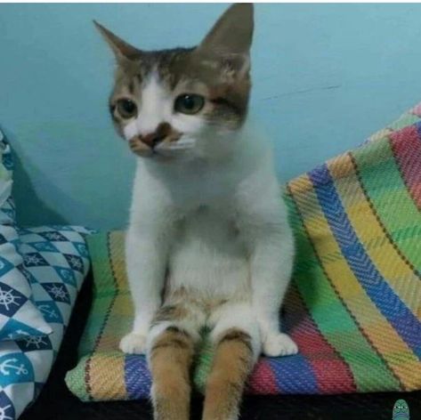 A Cat, Bed, Wall, Blue