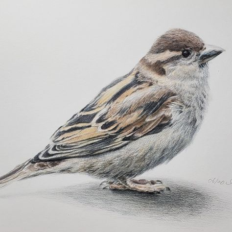 This is part of the video" drawing bird, realistic sparrow, 3D image". Bird Drawing Easy, Drawing Easy Pencil, Simple Bird Drawing, Shading Pencil, Sparrow Drawing, Draw A Bird, Touch Art, Video Drawing, Drawing Bird