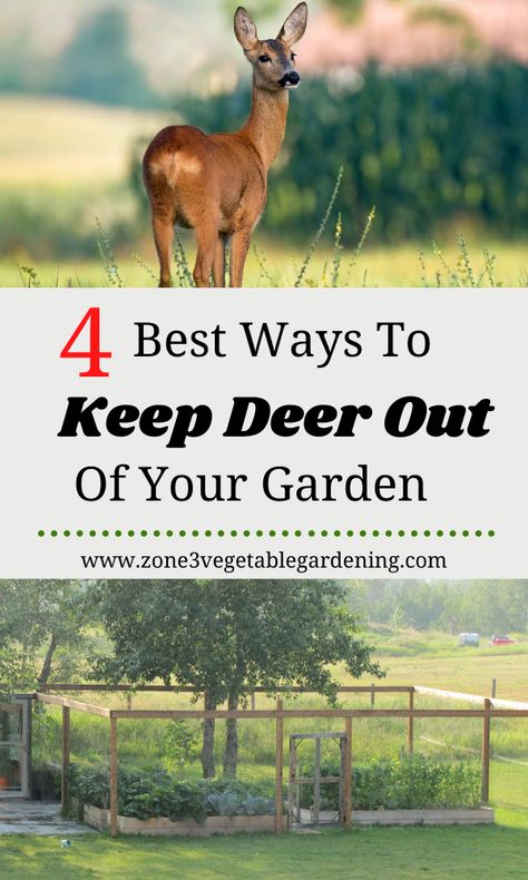 Vegetable Garden Design Deer Proof, Backyard Garden Deer Proof, Fence To Keep Deer Out Of Garden, Garden Fence Ideas To Keep Deer Out, Easy Fence For Garden, Fence Around Vegetable Garden, Garden Design Deer Proof, Cute Garden Fence Ideas, Deer Proof Fence For Garden