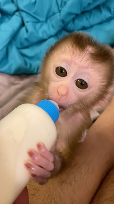 Monkey Baby | hello everyone ❤️❤️❤️❤️ #monkey #baby | Instagram Baby Pet Monkey, Pet Monkey Cute, Pet Monkey For Sale, Monkey Pics, Rhesus Macaque, Monkeys For Sale, Monkey Pet, Monkey Cute, Macaque Monkey