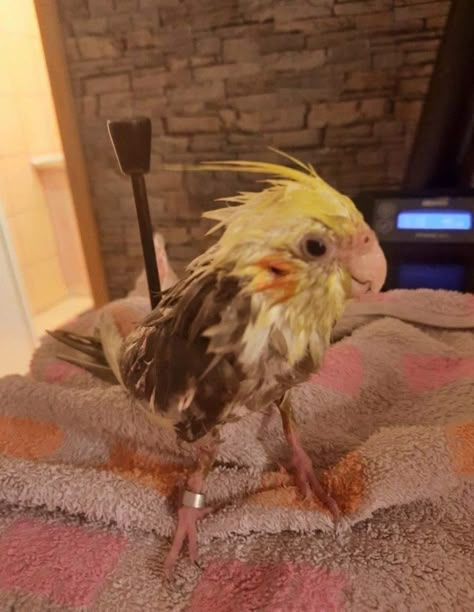 Funny Looking Birds, Cockatiels Funny, Wet Animals, Parrot Funny, Cute Parrots, Silly Birds, Funny Bird Pictures, Cute Parrot, Parrot Pet