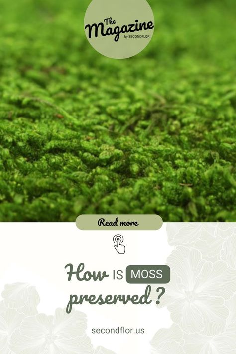 How is moss preserved ? Well, they use a technique called spraying preservervation. This process consists of spraying a glycerin-based solution over the plant, and not completely immersing them. Find out more about this technique in our online magazine. How To Preserve Moss, Preserve Moss, Preserved Moss, The Plant, Online Magazine, Spray, Magazine, Plants