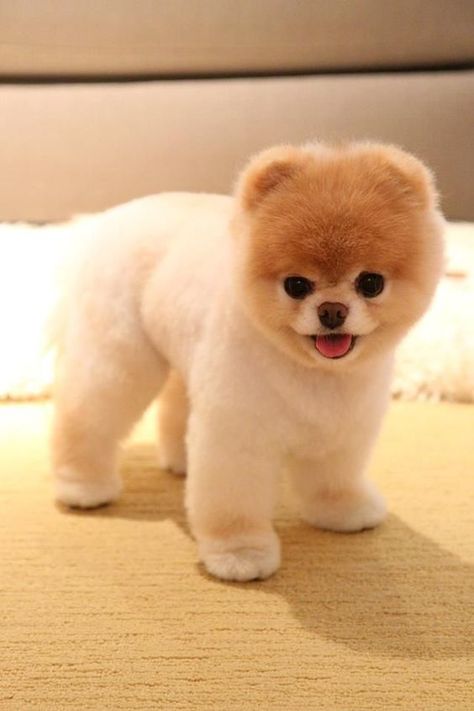 35 Pomeranian Haircuts for Dog Lovers ... Boo The Cutest Dog, Pomeranian Haircut, Pomeranian Boo, World Cutest Dog, Boo The Dog, Dog Haircuts, Cute Pomeranian, Famous Dogs, 강아지 그림