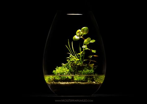 Wabi Kusa Dish Garden – Another World Terraria Another Green World, Water Terrarium, Wabi Kusa, Aquascape Design, Aquarium Terrarium, Terrarium Ideas, Aquascape Aquarium, Dish Garden, Aquarium Ideas