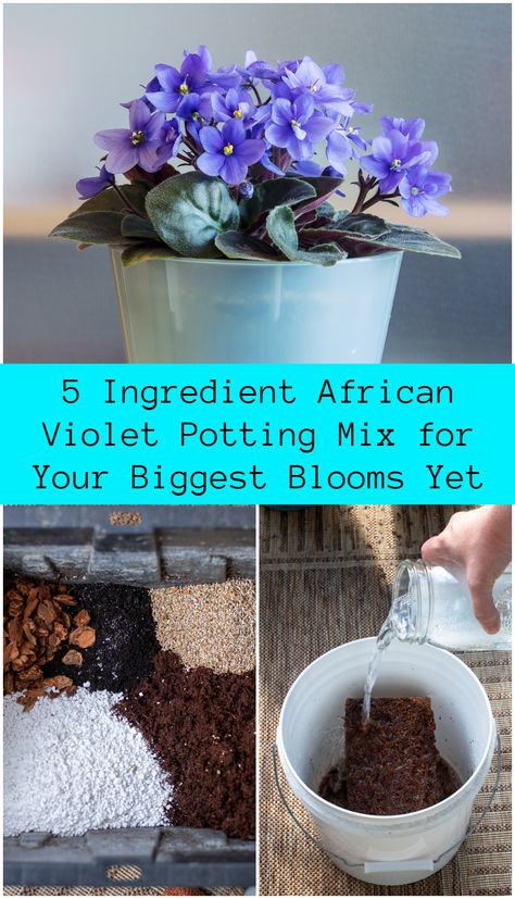 5 Ingredient African Violet Potting Mix for Your Biggest Blooms Yet African Violet Display Ideas, Growing African Violets Indoors, Trailing African Violets, African Violet Display, African Violets Propagation, Inside Flowers, Houseplant Tips, African Violet Care, Orchid Potting Mix