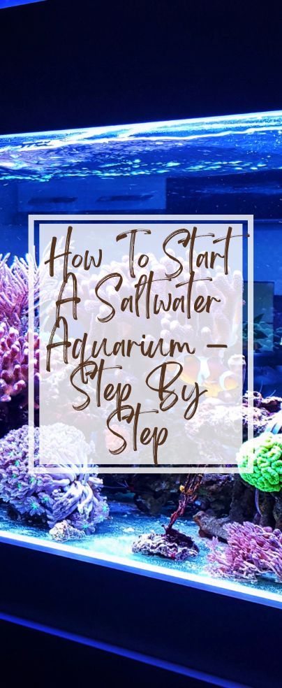 Diy Saltwater Aquarium, Micro Saltwater Aquarium, 40 Gallon Saltwater Aquarium, 10 Gallon Salt Water Tank, Fish Tank Saltwater, Salt Water Tank Beginner, Small Saltwater Aquarium, Salt Water Fish Tank Ideas Living Rooms, Marine Aquarium Aquascaping