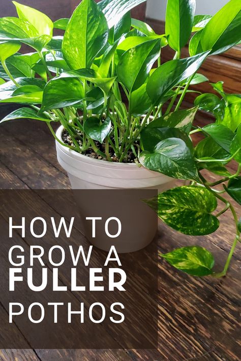 Replanting House Plants, Potting Indoor Plants Tips, Fuller Pothos Plant, How To Plant Pothos Cuttings, How To Propagate A Pothos Plant, Easy Houseplants Indoor Plants, How To Care For Indoor Plants, Caring For House Plants, Planting Pothos Cuttings