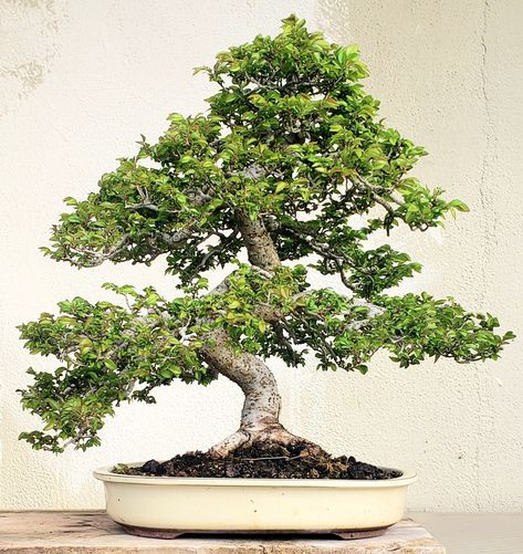 Chinese Elm Bonsai, Terrarium Bonsai, Meditation Ideas, Elm Bonsai, Tree Types, Bonsai Tree Types, Ryunosuke Akutagawa, Indoor Bonsai Tree, Juniper Bonsai