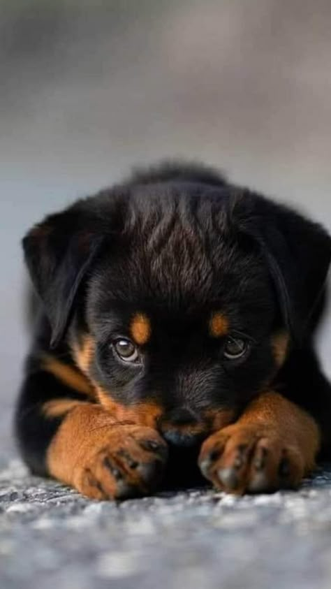 Rottweiler Love, Cute Dog Wallpaper, Dogs Images, Very Cute Puppies, Cute Dogs Images, Cute Dog Photos, Cute Animals Puppies, Very Cute Dogs, Rottweiler Puppies