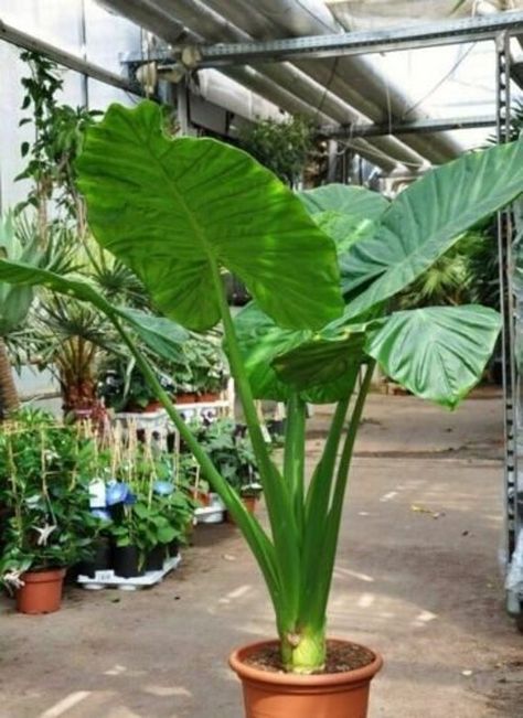 Big Indoor Plants, Elephant Ear Plant, Tropical Backyard, Elephant Ears, House Plants Decor, Tropical Landscaping, Tropical Garden, Outdoor Plants, Tropical Plants