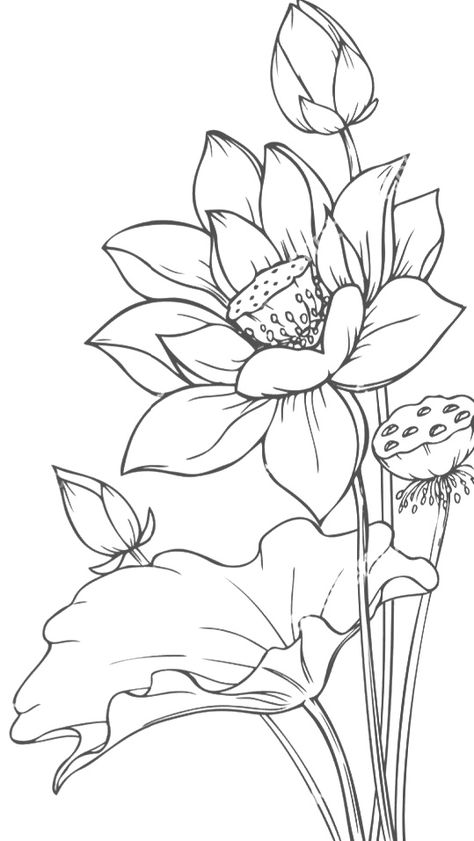 Lotos Flowers Drawing, Lotus Flower Drawing Design, Lotus Flower Sketch, Lotus Flower Drawing, Lotus Flower Painting, Lotus Painting, Lotus Flower Art, Beautiful Flower Drawings, Flower Line Drawings