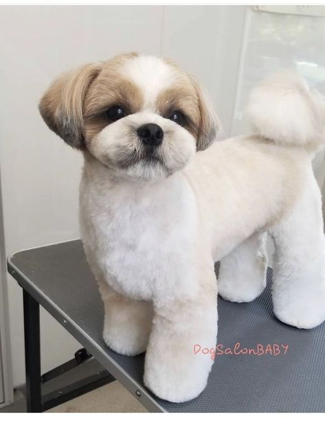 Shitzu Puppy Haircut, Shitzu Puppies Haircuts, Short Shitzu Haircut, Shihpoo Grooming Styles, Puppy Grooming Styles, Shih Tzu Grooming Styles Short, Shihtzu Haircut, Teddy Bear Cut Shih Tzu, Shih Tzu Teddy Bear Haircut