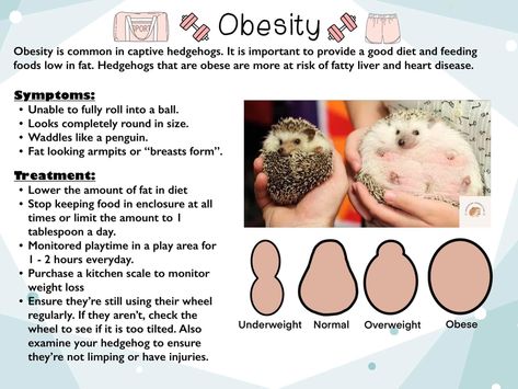 Types Of Hedgehogs, Hedgehog Diet, Hedgehog Names, Hedgehog Care, Hedgehog Pet, Hedgehogs, Best Diets, Christmas List, Cute Animals