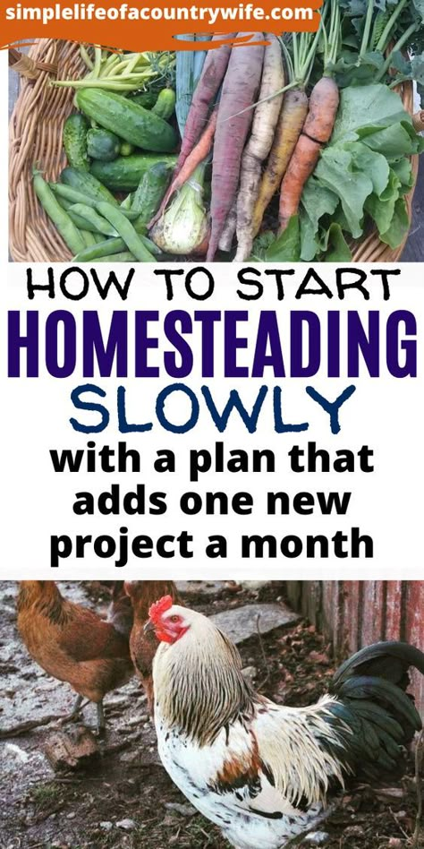 Homesteading Diy, Homestead Life, Homestead Farm, Homestead Gardens, Homestead Ideas, Homesteading Skills, Homestead Living, Urban Homesteading, Living Off The Land