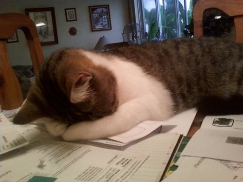 This paperwork will never cease. Or mean anything. | 21 Cats Who Aren't Striking The Right Work/Life Balance Cat Sleeping, Work Humor, I Love Cats, Back To Work, Kitty Kitty, Funny Animal Pictures, All About Cats, Pics Art, Crazy Cat