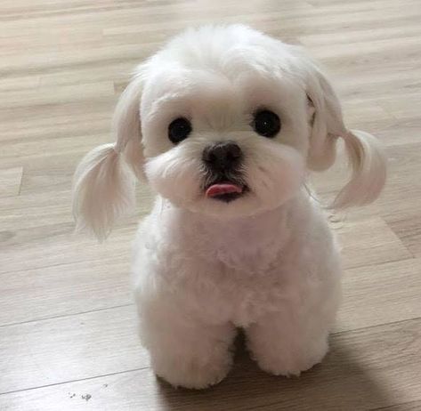 15 Photos of Dog Grooming That Are So Cute They’ll Make You Wish You Had a Dog Wood, White