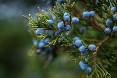 Difference Between a Juniper, Pine and an Arborvitae Northern White Cedar, Juniperus Communis, Juniper Tree, Juniper Berries, White Cedar, Cedar Trees, Juniper Berry, Drought Tolerant Plants, Evergreen Trees