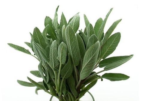 Sage Uses, How To Make Oil, Sage Essential Oil, Sage Oil, Aromatic Plant, Cosmetica Natural, Sage Leaves, Indoor Herb Garden, Diy Cosmetics