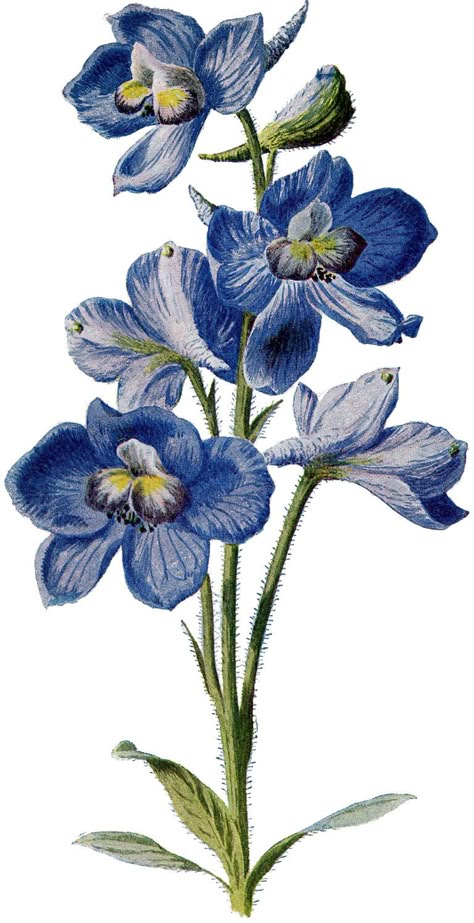 Today I’m sharing this Vintage Beautiful Tall Blue Flower Image Blue Flowers Images, Images Victoriennes, Fleurs Art Nouveau, Alpine Flowers, Flower Illustrations, Pastel Sec, Graphics Fairy, Plant Drawing, Cute Drawing