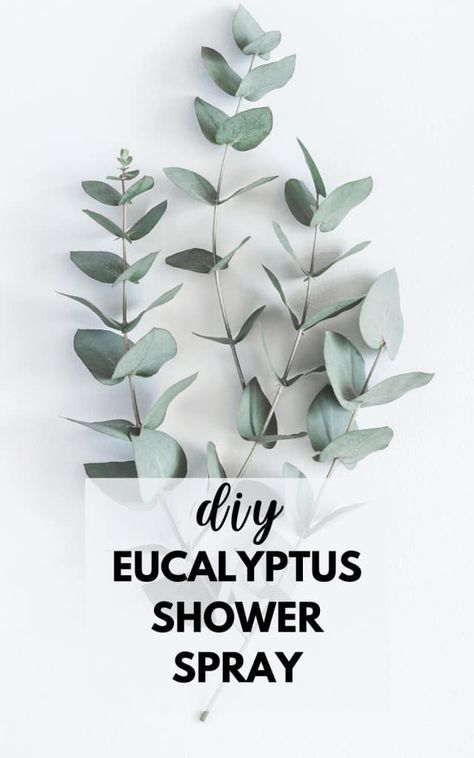 Eucalyptus Shower Spray - Make This Mist For A Luxurious Feel Eucalyptus Shower Spray, Vinegar Cleaning Spray, Diy With Essential Oils, Diy Eucalyptus, Beach Airbnb, Bath Salts Diy, Homemade Essential Oils, Salt Scrubs, Shower Spray