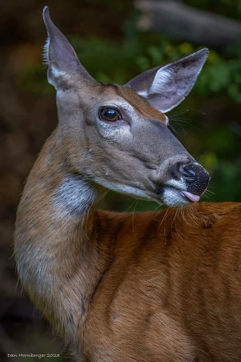 Deer Side Profile, Deer Profile, Animal Poses, Female Deer, Deer Pictures, Fruits Drawing, Creature Of Habit, Animal Totem, Curious Creatures