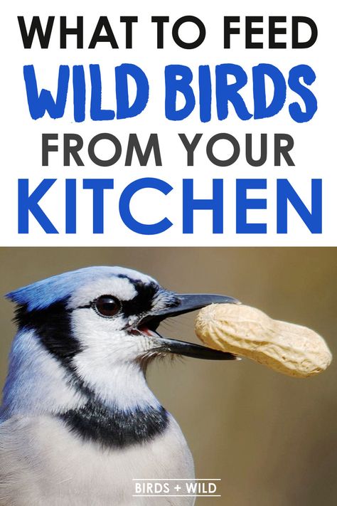 Love feeding your backyard birds and hate wasting food? Then click now to discover which food scrap you can offer up from your kitchen that's safe for the wild birds to eat. Birds + Wild #birds #wildbirds #backyardbirds #birdwatching #reducefoodwaste #ecofriendly Wild Animal Feeding Station, Feeding Wild Birds, How To Build A Bird House, Backyard Bird Feeding Stations, Bird Feeding Station Ideas, What Do Birds Eat, Wild Birds Backyards, Bird Feeding Stations, Feeding Birds In Winter