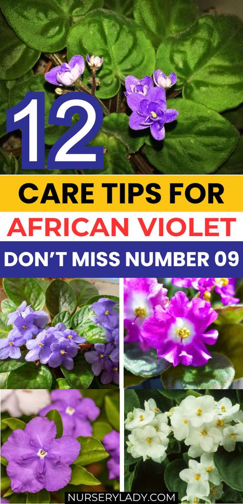 "Discover essential care tips for African Violets with our guide on 12 Care Tips For African Violets (Don’t Miss No. 9!). Whether you're a beginner or an experienced gardener, these African Violets care tips will help you nurture vibrant and healthy plants. Learn how to care for African violets with expert advice on watering, lighting, and pot selection. Enhance your gardening skills with our must-know tips for African Violet pots and ensure your African Violet blooms beautifully!" African Violet Care, African Violet Pots, African Violets Plants, Violet Plant, African Violet, African Violets, Healthy Plants, Plant Lover, Plant Care