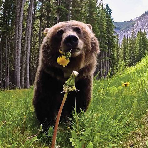 Silly Bears, Bear Pictures, Silly Animals, Bear Art, Grizzly Bear, Sweet Animals, Nature Animals, Cute Bears, Brown Bear